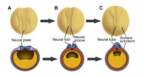 図1 ツメガエルにおける神経管の形成過程