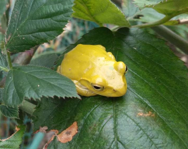 これまでにお寄せ頂いた色変わりガエルの情報