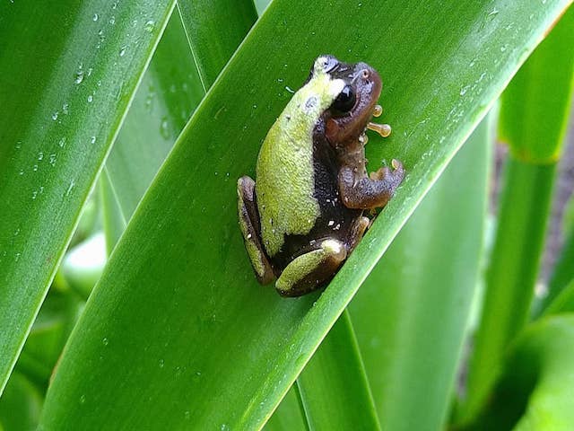 これまでにお寄せ頂いた色変わりガエルの情報 広島大学両生類研究センターロビーにて色変わりの展示を開始しました 現在の展示 アマガエル 愛媛 團和恵さん提供 モリアオガエル 島根 加藤智士さん提供 ヌマガエル 鳥取 桐原家提供
