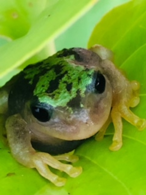 これまでにお寄せ頂いた色変わりガエルの情報 広島大学両生類研究センターロビーにて色変わりの展示を開始しました アマガエル 愛媛 團和恵さん 埼玉 藤田宏之さん提供 モリアオガエル 島根 加藤智士さん提供 ヌマガエル 鳥取 桐原家提供