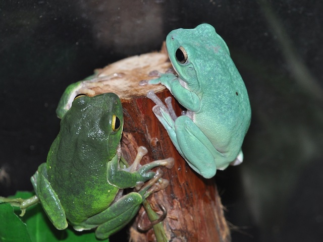 これまでにお寄せ頂いた色変わりガエルの情報 広島大学両生類研究センターロビーにて色変わりの展示を開始しました 現在の展示 アマガエル 愛媛 團和恵さん提供 モリアオガエル 島根 加藤智士さん提供 ヌマガエル 鳥取 桐原家提供